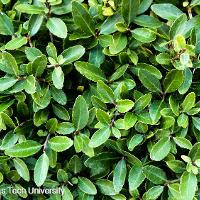 Ilex vomitoria ‘Nana’ (Dwarf Yaupon Holly)