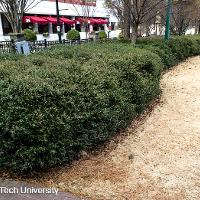 Ilex vomitoria ‘Nana’ (Dwarf Yaupon Holly)
