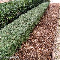 Ilex vomitoria ‘Nana’ (Dwarf Yaupon Holly)