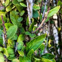 Ilex vomitoria ‘Will Flemming’ (Will Flemming Holly)