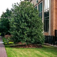 Ilex x 'Nellie R. Stevens' (Nellie R. Stevens Holly)