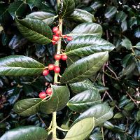 Ilex x 'Nellie R. Stevens' (Nellie R. Stevens Holly)