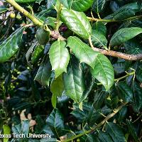 Ilex x 'Nellie R. Stevens' (Nellie R. Stevens Holly)