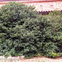 Ilex x 'Nellie R. Stevens' (Nellie R. Stevens Holly)