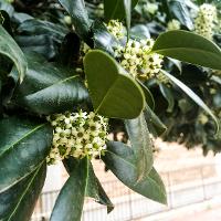 Ilex x 'Nellie R. Stevens' (Nellie R. Stevens Holly)