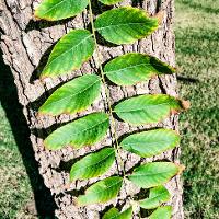 Juglans nigra (Black Walnut)