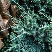 Juniperus chinensis 'Pfitzeriana Glauca' (Chinese Juniper, Blue Pfitzer Juniper)