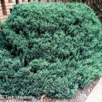 Juniperus chinensis 'Pfitzeriana Glauca' (Chinese Juniper, Blue Pfitzer Juniper)