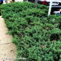 Juniperus chinensis 'Pfitzeriana Glauca' (Chinese Juniper, Blue Pfitzer Juniper)