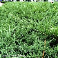 Juniperus chinensis 'Pfitzeriana Glauca' (Chinese Juniper, Blue Pfitzer Juniper)