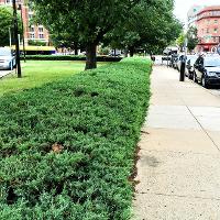 Juniperus chinensis 'Pfitzeriana Glauca' (Chinese Juniper, Blue Pfitzer Juniper)