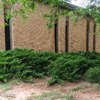 Juniperus sabina 'Tamariscifolia' (Tam Juniper)