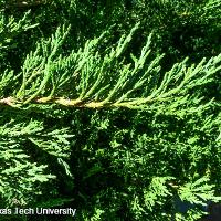 Juniperus sabina 'Tamariscifolia' (Tam Juniper)