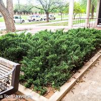 Juniperus sabina 'Tamariscifolia' (Tam Juniper)