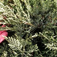 Juniperus sabina 'Tamariscifolia' (Tam Juniper)
