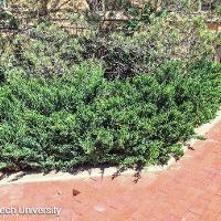 Juniperus sabina 'Tamariscifolia' (Tam Juniper)