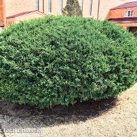 Juniperus sabina 'Tamariscifolia' (Tam Juniper)