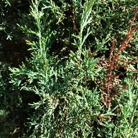 Juniperus scopulorum ‘Skyrocket’ (Skyrocket Juniper)