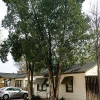 Juniperus virginiana (Eastern Redcedar)