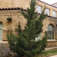 Juniperus virginiana (Eastern Redcedar)