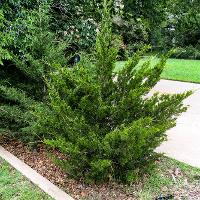 Juniperus virginiana (Eastern Redcedar)