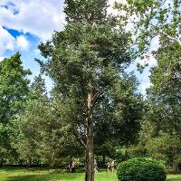 Juniperus virginiana (Eastern Redcedar)