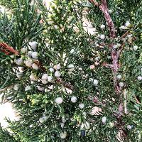 Juniperus virginiana (Eastern Redcedar)