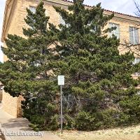 Juniperus virginiana (Eastern Redcedar)