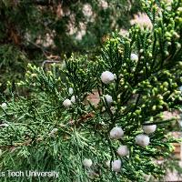 Juniperus virginiana (Eastern Redcedar)