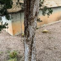 Juniperus virginiana (Eastern Redcedar)