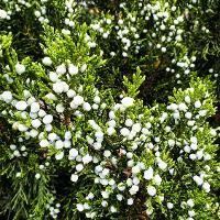 Juniperus virginiana (Eastern Redcedar)