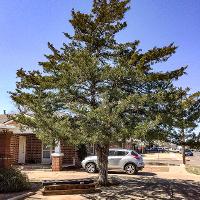 Juniperus virginiana (Eastern Redcedar)