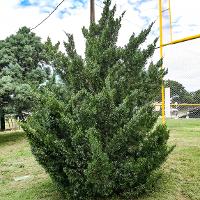 Juniperus virginiana (Eastern Redcedar)