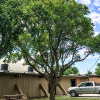 Koelreuteria paniculata (Goldenrain Tree)