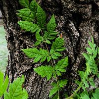 Koelreuteria paniculata (Goldenrain Tree)