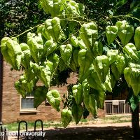Koelreuteria paniculata (Goldenrain Tree)
