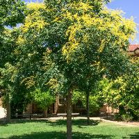 Koelreuteria paniculata (Goldenrain Tree)