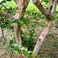 Lagerstroemia indica (Crape Myrtle)