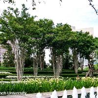 Lagerstroemia indica (Crape Myrtle)