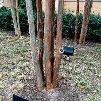 Lagerstroemia indica (Crape Myrtle)