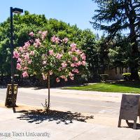 Lagerstroemia indica (Crape Myrtle)