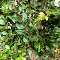 Lagerstroemia indica (Crape Myrtle)