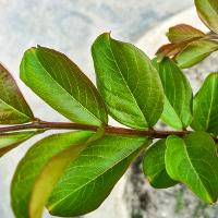 Lagerstroemia indica (Crape Myrtle)