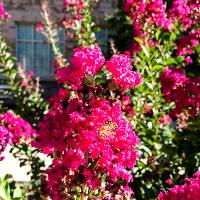Lagerstroemia indica (Crape Myrtle)