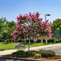 Lagerstroemia indica (Crape Myrtle)