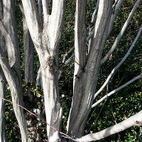 Lagerstroemia indica (Crape Myrtle)