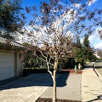 Lagerstroemia indica (Crape Myrtle)