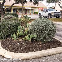 Leucophyllum frutescens (Texas Sage, Silver Leaf Sage)