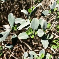 Leucophyllum frutescens (Texas Sage, Silver Leaf Sage)