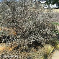 Leucophyllum frutescens (Texas Sage, Silver Leaf Sage)